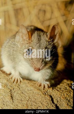 Antechinus (/æntɪˈkaɪnəs/ ('ant-echinus')) è un genere di endemia marsupiale di piccole dimensioni, appartenente all'Australia. Foto Stock