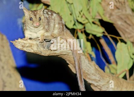 Il quoll settentrionale (Dasyurus hallucatus), noto anche come gatto nativo del nord, il gatto nativo dell'Australia del nord o il satanellus è un ma carnivoro Foto Stock