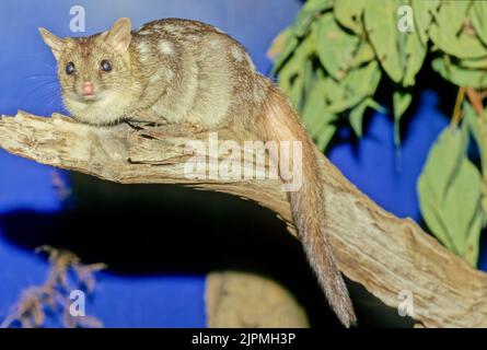 Il quoll settentrionale (Dasyurus hallucatus), noto anche come gatto nativo del nord, il gatto nativo dell'Australia del nord o il satanellus è un ma carnivoro Foto Stock