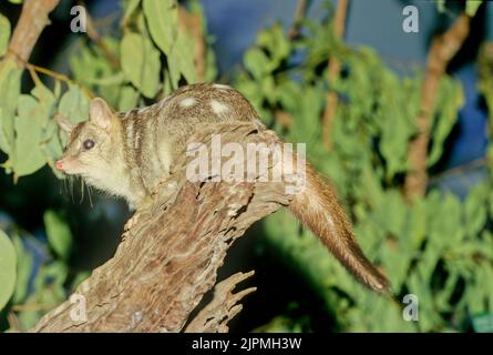 Il quoll settentrionale (Dasyurus hallucatus), noto anche come gatto nativo del nord, il gatto nativo dell'Australia del nord o il satanellus è un ma carnivoro Foto Stock