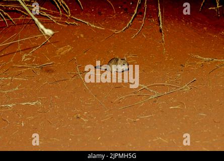 Il mulgara (Dasycercus cristicauda), è un marsupiale carnivoro australiano di piccole e medie dimensioni, appartenente alla famiglia dei Dasyuridae Foto Stock