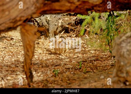 L'intorpidato (Myrmecobius fasciatus), noto anche come noombat o valpurti, è un marsupiale insettivoro. Foto Stock