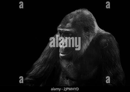 Primo piano di un gorilla occidentale di pianura isolata su sfondo nero Foto Stock