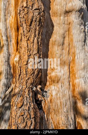 Tronco di pino setlecone, Pinus longaeva, Great Basin National Park, Nevada, USA Foto Stock