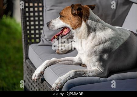 Dodicenne danese svedese Farmdog che riposa su una terrazza. Questa razza, che proviene dalla Danimarca e dalla Svezia meridionale, è vivace e amichevole. Foto Stock