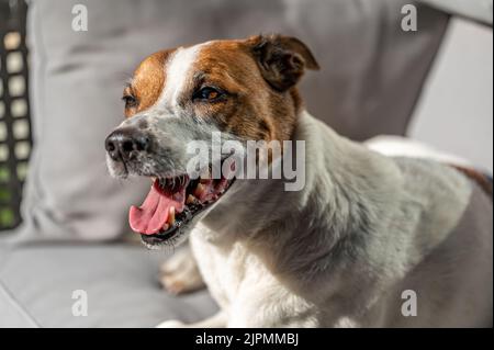 Dodicenne danese svedese Farmdog che riposa su una terrazza. Questa razza, che proviene dalla Danimarca e dalla Svezia meridionale, è vivace e amichevole. Foto Stock