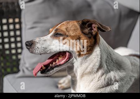 Dodicenne danese svedese Farmdog che riposa su una terrazza. Questa razza, che proviene dalla Danimarca e dalla Svezia meridionale, è vivace e amichevole. Foto Stock