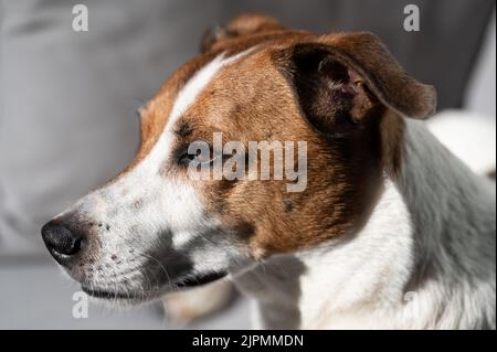 Dodici anni danese svedese Farmdog riposo. Questa razza, che proviene dalla Danimarca e dalla Svezia meridionale, è vivace e amichevole. Foto Stock