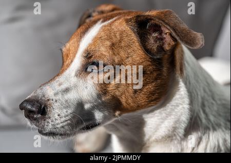 Dodici anni danese svedese Farmdog riposo. Questa razza, che proviene dalla Danimarca e dalla Svezia meridionale, è vivace e amichevole. Foto Stock