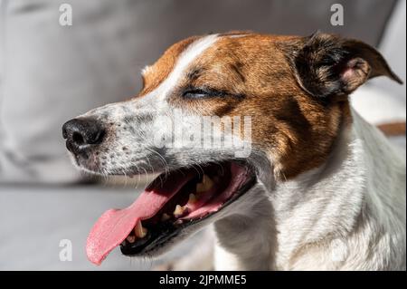 Dodici anni danese svedese Farmdog riposo. Questa razza, che proviene dalla Danimarca e dalla Svezia meridionale, è vivace e amichevole. Foto Stock