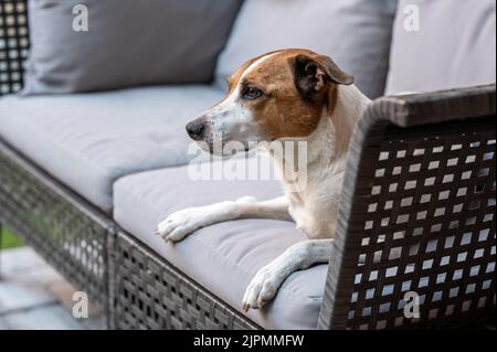 Dodicenne danese svedese Farmdog che riposa su una terrazza. Questa razza, che proviene dalla Danimarca e dalla Svezia meridionale, è vivace e amichevole. Foto Stock