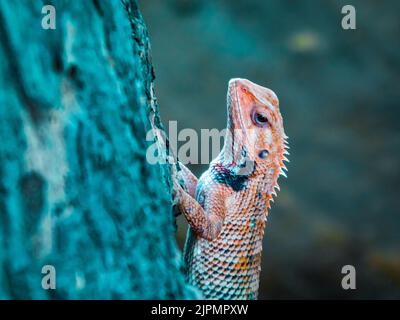 Un ritratto di primo piano di una tonalità rosa Iguana Foto Stock