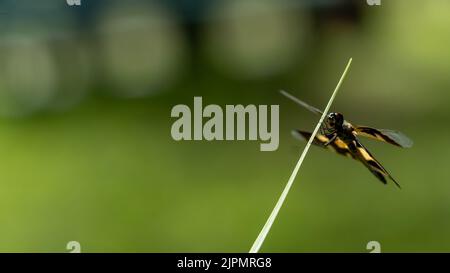 Ho visitato il mio giardino in Sri Lanka in modo inaspettato. Solitamente da paludi, stagni e risaie, questo Dragonfl è venuto vicino per dire ciao! Foto Stock
