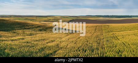 Campo di mais e fienile su colline ondulate in tarda estate luce solare Foto Stock