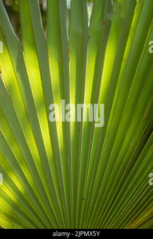 Palmyra palma, palma toddy, o Borassus flabellifer foglie sono usate per thatching e fare stuoie, cestini, ventilatori, cappelli, ombrelli, e come materiale di scrittura Foto Stock