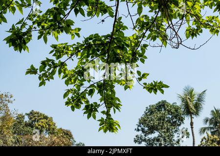 Il cielo blu con nuvole bianche tra le foglie e i rami di diversi tipi di alberi piccoli e grandi Foto Stock