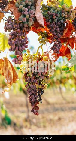 Appassire l'uva in Francia a causa del calore anormale Foto Stock