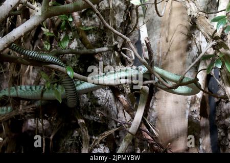 Western green mamba (Dendroaspis viridis) Foto Stock