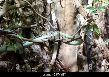 Western green mamba (Dendroaspis viridis) Foto Stock