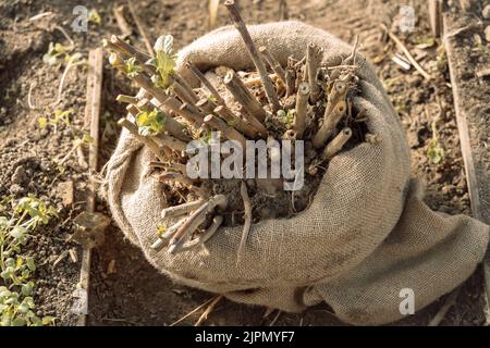 Dahlia tuberi appena alzato per svernamento Foto Stock