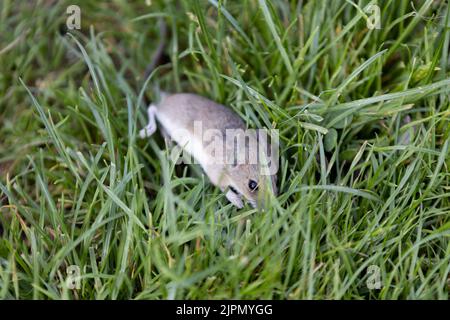 Topo casa Mus musculus nascondere in erba da un gatto in verde giardino Foto Stock