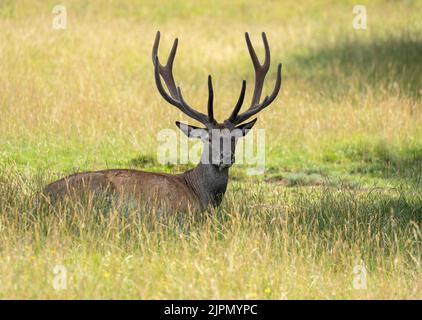 Un cervo rosso giacente nell'erba alta Foto Stock