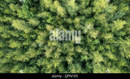 Vista aerea della verde foresta estiva con abeti e pini in Belgio, Europa, girato da un drone sopra le cime degli alberi. Foto di alta qualità Foto Stock