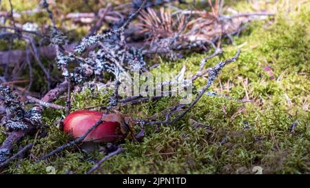 Un fungo rosso che cresce nella foresta verde mossy Foto Stock