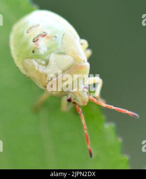 Primo piano di bug verde giardino Foto Stock