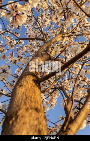 Goiânia, Goias, Brasile – 18 agosto 2022: Un ipê bianco fiorito con cielo blu sullo sfondo. Foto Stock