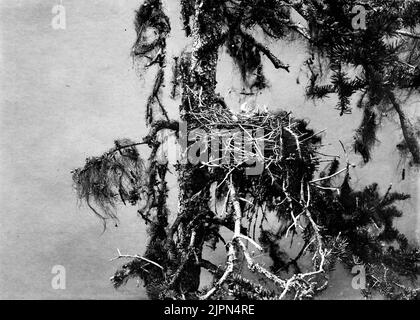 Fågelbo Lavskrika, Perisoreus Infanstus. Nedfört fino al Museo Malmö Fågelbo Lavskrika, Perisoreus Infanstus. Nedfört fino al museo Malmö Foto Stock