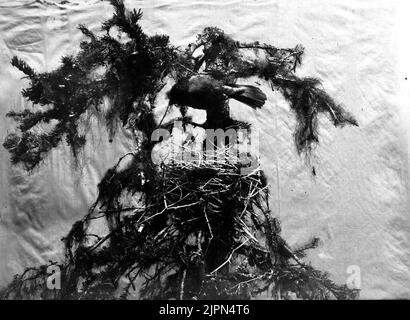 Fågelbo, Lavskrika, Perisoreus Infanstus. Foto al Museo Malmö di Bo, giù per P.R-S Fågelbo, Lavskrika, Perisoreus Infanstus. Foto å Malmö Museum AV bo, nedfört AV P.R-S. Foto Stock