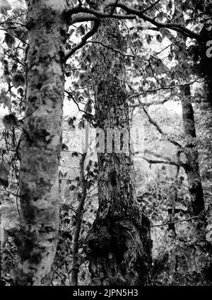 Boplats for Kärrmes (Parus palustris) 28 maggio 1909 Boplats för Kärrmes (Parus palustris) 28 maggio 1909 Foto Stock
