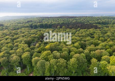 Francia, Senna Marittima, Incheville, foresta UE, foresta di faggi, Faggio europeo (Fagus sylvatica) e recinzione di conifere (vista aerea) // Francia, sei Foto Stock