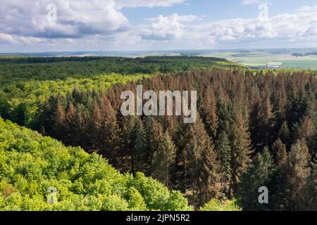 Francia, Seine Maritime, Dancourt, foresta UE, piantagione europea di abete rosso che soffre di siccità nel mezzo del legno di faggio (vista aerea) // Francia Foto Stock