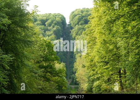 Francia, Seine Maritime, Ventes Saint Remy, Foresta di Eawy, Allee des Limousins, Limousins vicolo // Francia, Seine-Maritime (76), Ventes-Saint-Rémy, Forêt Foto Stock