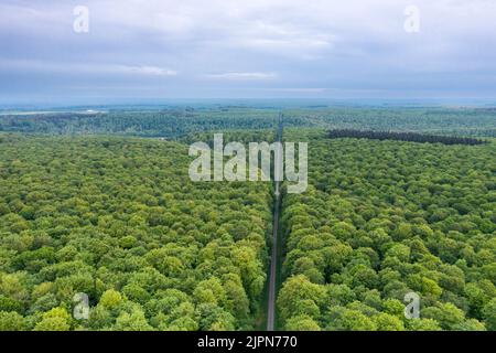 Francia, Seine Maritime, Ventes Saint Remy, Foresta di Eawy, Allee des Limousins, Limousins vicolo (vista aerea) // Francia, Seine-Maritime (76), Ventes-Sain Foto Stock