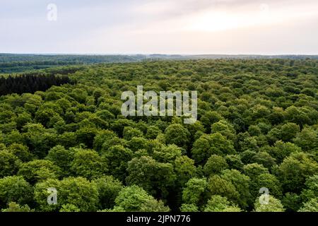 Francia, Senna Marittima, Ventes Saint Remy, Foresta di Eawy (veduta aerea) // Francia, Senna Marittima (76), Ventes-Saint-Rémy, Forêt d'Eawy (vue aérienne) Foto Stock