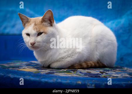 Un primo piano di un gatto bianco randagio con macchie di zenzero giacenti sulle scale della Perla Blu del Marocco Foto Stock