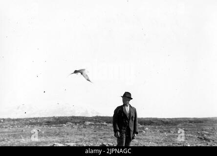 Il laboratorio di montagna, Lestris BufForni, batte dopo Edvin. Fjelllabb, Lestris Bufforni, slår efter Edvin. Foto Stock