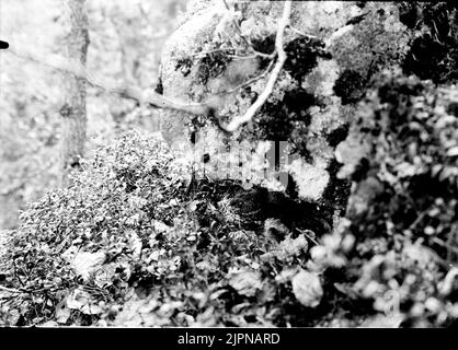 Järpe (Tetrao Bonásia) Järpe (Tetrao bonásia) Foto Stock