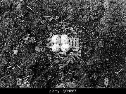 Soggiorno da grandi pipers spiaggia, Charadrius hiaticula, (non può interpretare la parola prima maggiore) Sepentjärn 30/6 1927 Foto. Nilsson Bo AV större strandpipelare, Charadrius hiaticula, (kan ej tyda ordet före major) Sefentjärn 30/6 1927 Foto. Nilsson Foto Stock