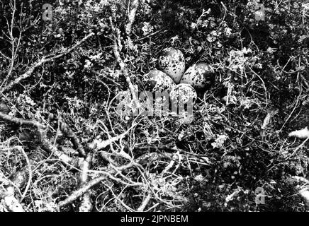 Rimanete a Ljungpistare, (Caradrius Apricarius) Pluvialis Apricaria, a Fjällhed su Tjerroketje, a circa 1 km V.N.V. Circa la stazione di Harrå Järvu, Gällivare s: n norrb.lapmark. 4 ORFULS 8 giugno 1924 Foto E. Wibeck il 8 giugno 1924 Bo AV ljungpipelare, (Caradrius albicarius) Pluvialis albicaria, å fjällhed å Tjerroketje, ca 1 mil v.n.v. om Harrå järvu-station, Gällivare s:n Norrb.lapmark. 4 oruf.ägg den 8 juni 1924 Foto E. Wibeck den 8 juni 1924 Foto Stock