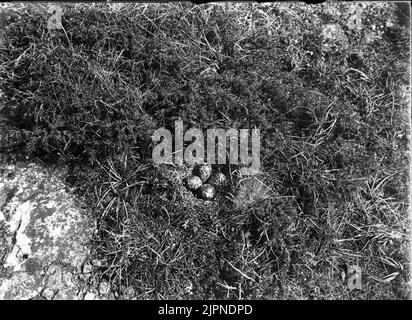 Soggiorno presso Ljungpistare Bo AV ljungpistare Foto Stock