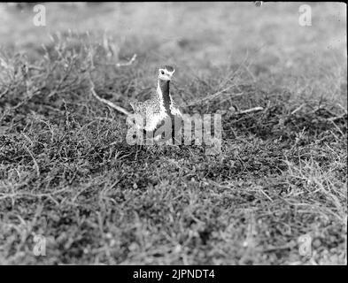 Il plover dorato di Ljungpipelare Foto Stock