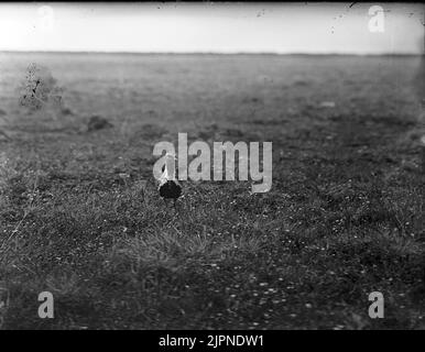 Il plover dorato di Ljungpipelare Foto Stock