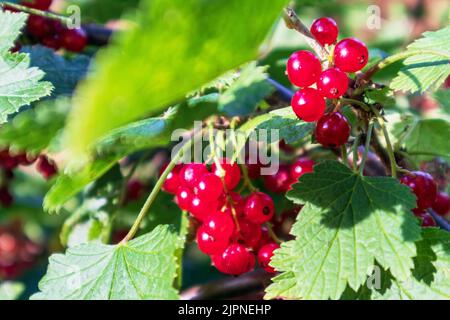 Ribes rosso brillante che crescono su un cespuglio di foglie verdi in una giornata di sole Foto Stock