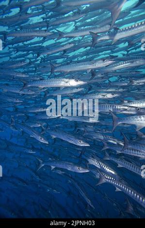 Chevron barracuda o Blackfin Barracuda (Sphyraena genie), scolarizzazione, Isole Salomone, Oceano Pacifico Foto Stock