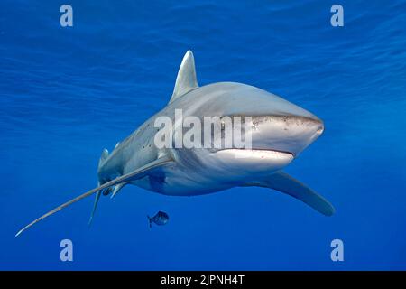 Squalo bianco oceanico (Carcharhinus longimanus) con pesci pilote, Bahamas, Caraibi Foto Stock