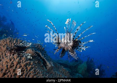 Pesci leoni comuni o pesci leoni rossi (Pterois volitans) in una barriera corallina, Papua Nuova Guinea, Oceano Pacifico Foto Stock